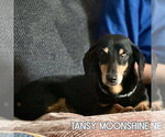Small #7 Dachshund