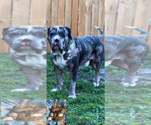 Father of the American Bully puppies born on 04/15/2025