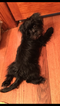 Small Photo #1 Shorkie Tzu Puppy For Sale in SOUTH OZONE PARK, NY, USA