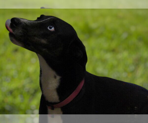 Medium Photo #3 Shepradors Puppy For Sale in Monticello, MS, USA