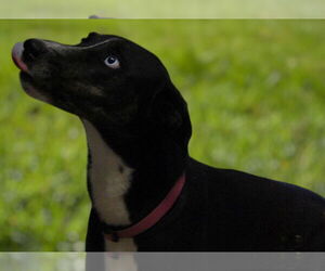 Catahoula Leopard Dog-Huskies Mix Dogs for adoption in Monticello, MS, USA