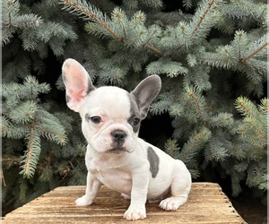 French Bulldog Puppy for sale in MIDDLEBURY, IN, USA