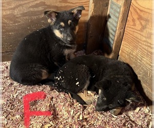 German Shepherd Dog Puppy for sale in PULASKI, PA, USA