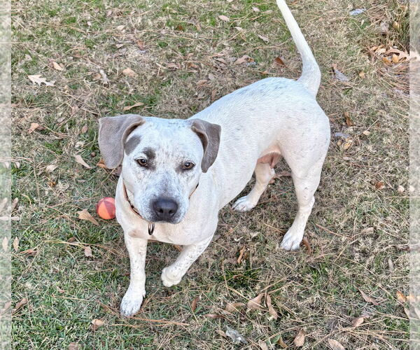 Medium Photo #4 Mutt Puppy For Sale in Rockaway, NJ, USA