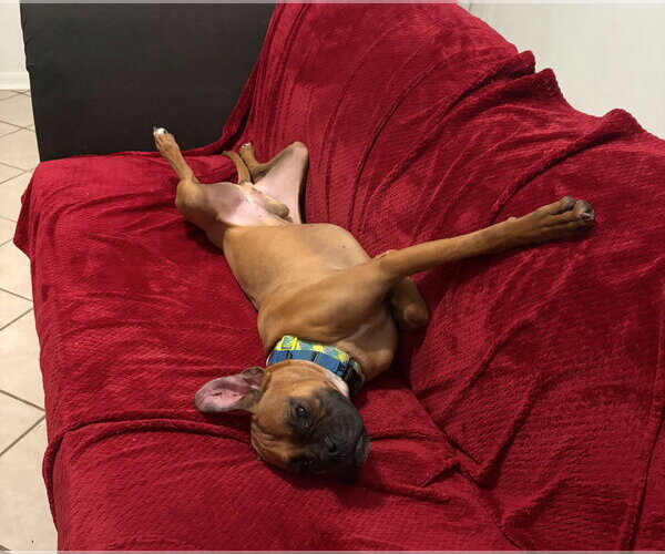 Medium Photo #5 Boxer Puppy For Sale in Austin, TX, USA