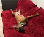 Small #4 Boxer