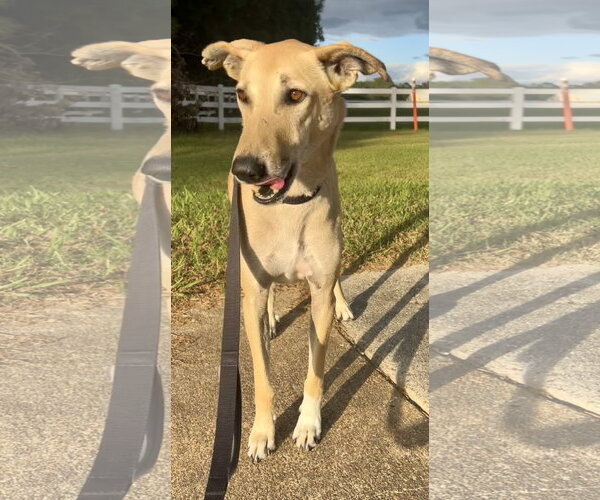 Medium Photo #5 Mutt Puppy For Sale in Norfolk, VA, USA