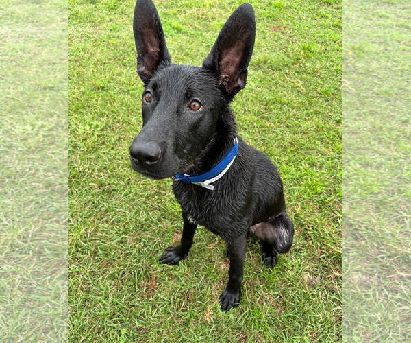 Medium Photo #2 German Shepherd Dog-Unknown Mix Puppy For Sale in Conroe, TX, USA
