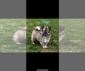 Pomsky Puppy for sale in SAVOY, MA, USA