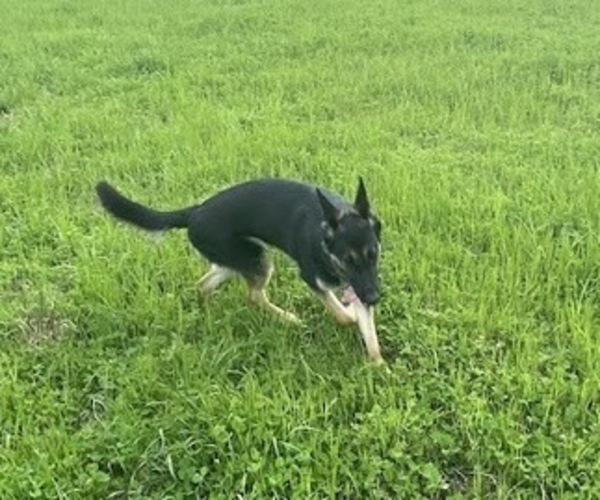 Medium Photo #5 German Shepherd Dog Puppy For Sale in SPEARSVILLE, LA, USA