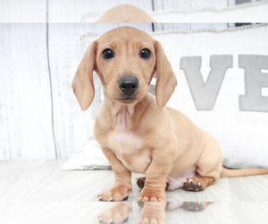 Dachshund Puppy for sale in MARIETTA, GA, USA