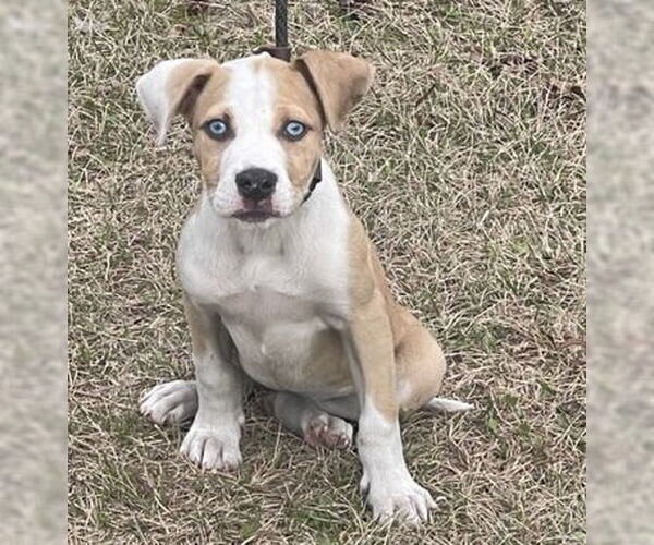 Medium Photo #5 Bulldog-Labrador Retriever Mix Puppy For Sale in Tarrytown, GA, USA