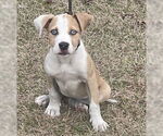 Small #4 Bulldog-Labrador Retriever Mix