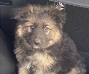 King Shepherd Puppy for Sale in PEACH SPRINGS, Arizona USA