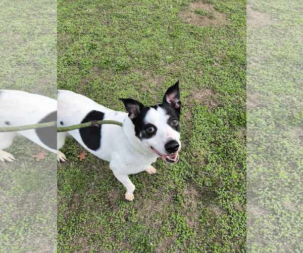 Medium Photo #5 American Pit Bull Terrier-Unknown Mix Puppy For Sale in Tacoma, WA, USA