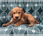Small Photo #8 Goldendoodle-Poodle (Standard) Mix Puppy For Sale in LAKELAND, FL, USA