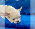 Small Photo #42 French Bulldog Puppy For Sale in CORONA DEL MAR, CA, USA
