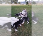 Small Photo #1 Siberian Husky Puppy For Sale in NEW PINE CREEK, OR, USA