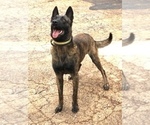 Small Photo #1 Dutch Shepherd Dog Puppy For Sale in COMMERCE, GA, USA