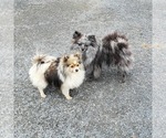 Small #4 Pomeranian