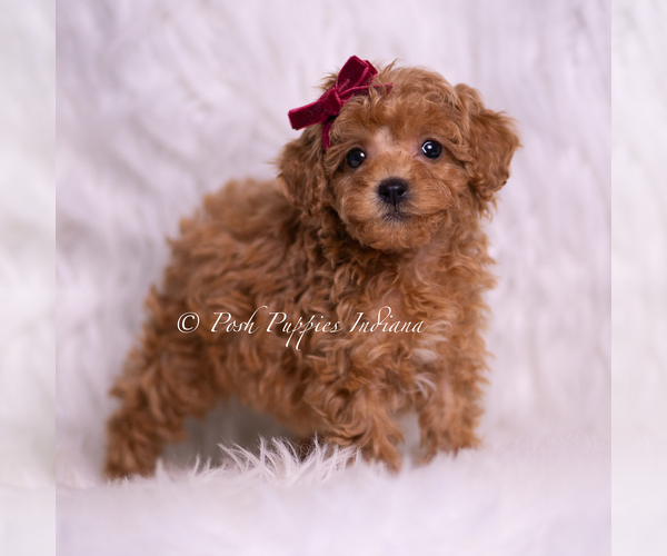 Medium Photo #4 Poodle (Miniature) Puppy For Sale in WARSAW, IN, USA