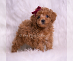 Small #3 Poodle (Miniature)