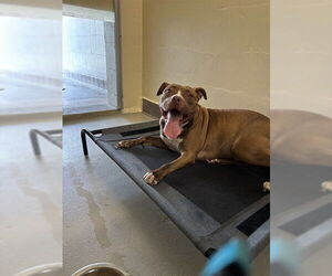American Pit Bull Terrier-Unknown Mix Dogs for adoption in Sanford, FL, USA