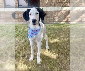 Border Collie-Dalmatian Mix Dogs for adoption in Tulsa, OK, USA