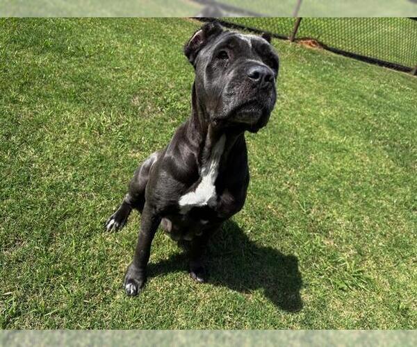 Medium Photo #1 Mutt Puppy For Sale in Grovetown, GA, USA