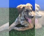 Small #8 Catahoula Leopard Dog-Great Pyrenees Mix