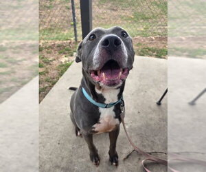 BENNY - Male American Pit Bull Terrier-Unknown Mix Dog for Adoption - Photo #3