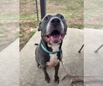 Small #2 American Pit Bull Terrier Mix