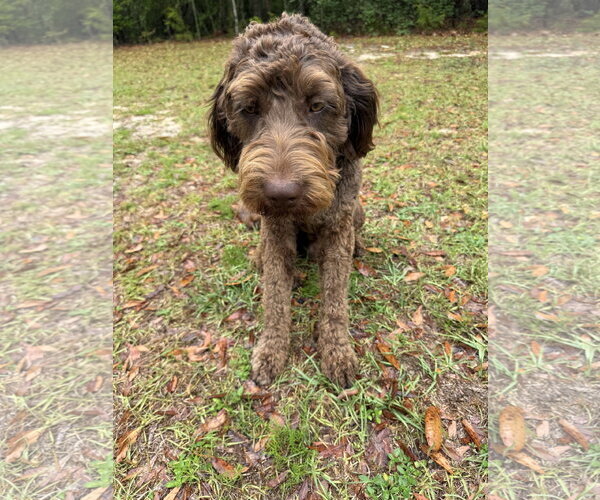 Medium Photo #5 German Shorthaired Pointer-Poodle (Standard) Mix Puppy For Sale in Valrico, FL, USA