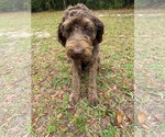 Small #4 German Shorthaired Pointer-Poodle (Standard) Mix