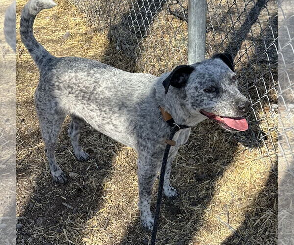 Medium Photo #6 Mutt Puppy For Sale in Las Vegas, NM, USA