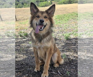 Shollie Dogs for adoption in Lakewood, CO, USA
