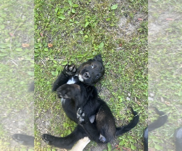 Medium Photo #36 Labradoodle Puppy For Sale in KIRKSVILLE, MO, USA