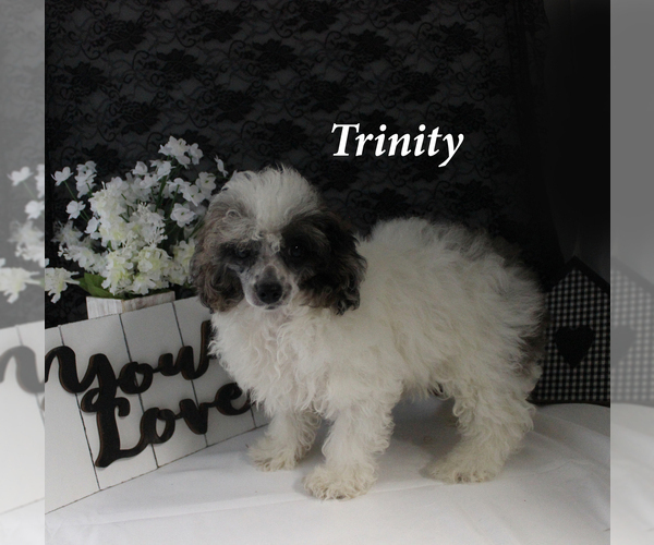 Medium Photo #15 Poodle (Miniature) Puppy For Sale in CHANUTE, KS, USA