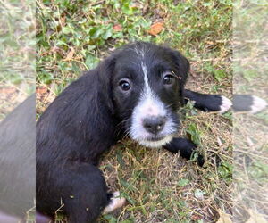 Boxer-Poodle (Standard) Mix Dogs for adoption in Aurora, IN, USA