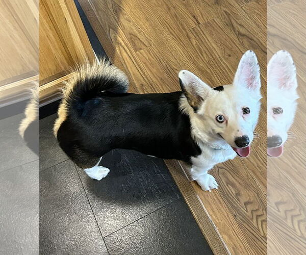 Medium Photo #4 Mutt Puppy For Sale in Denver , CO, USA