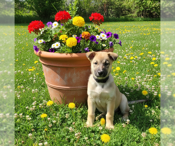 Medium Photo #1 Shepradors Puppy For Sale in MIDWAY, UT, USA