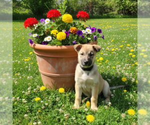Shepradors Dogs for adoption in MIDWAY, UT, USA