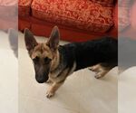 Small #1 German Shepherd Dog