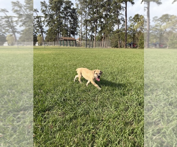 Medium Photo #11 Cane Corso-Mastiff Mix Puppy For Sale in NEW CANEY, TX, USA