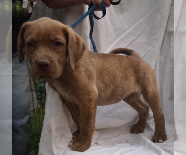 Medium Photo #1 Mutt Puppy For Sale in Decatur, GA, USA