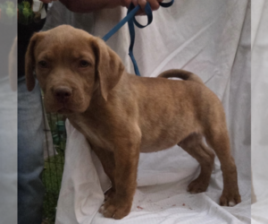 Mutt Dogs for adoption in Decatur, GA, USA