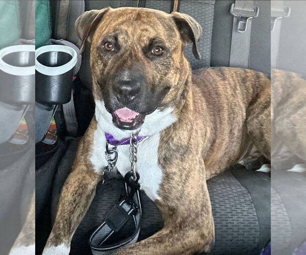 Medium Photo #1 American Staffordshire Terrier-Mastiff Mix Puppy For Sale in Chester, VA, USA