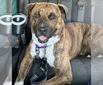 Small American Staffordshire Terrier-Mastiff Mix