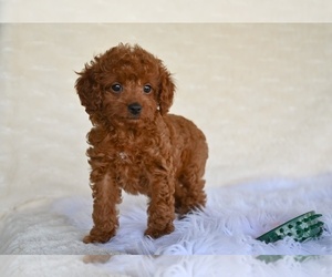 Cock-A-Poo Puppy for sale in MILLERSBURG, OH, USA