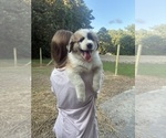 Small #2 Australian Shepherd-Great Pyrenees Mix